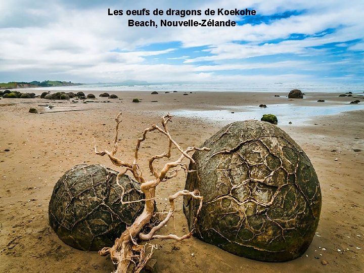 Les oeufs de dragons de Koekohe Beach, Nouvelle-Zélande 