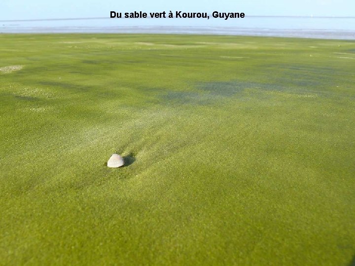 Du sable vert à Kourou, Guyane 