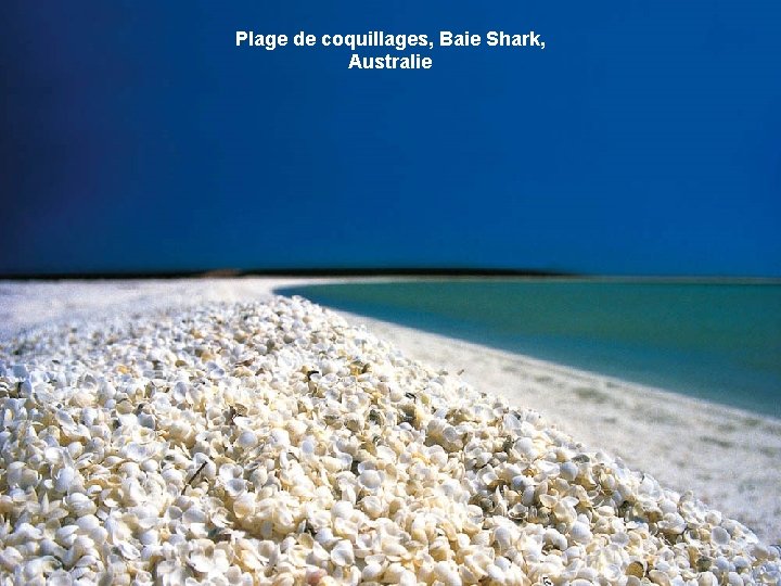 Plage de coquillages, Baie Shark, Australie 