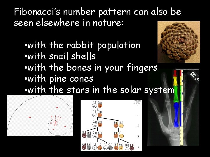 Fibonacci’s number pattern can also be seen elsewhere in nature: • with the rabbit