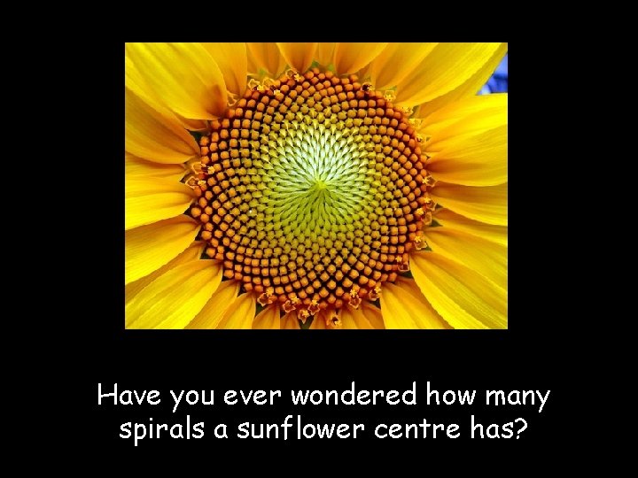 Have you ever wondered how many spirals a sunflower centre has? 