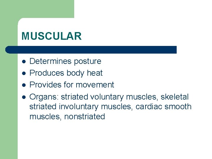 MUSCULAR l l Determines posture Produces body heat Provides for movement Organs: striated voluntary