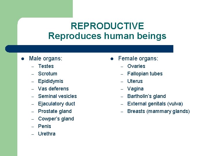 REPRODUCTIVE Reproduces human beings l Male organs: – – – – – Testes Scrotum