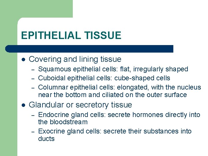 EPITHELIAL TISSUE l Covering and lining tissue – – – l Squamous epithelial cells: