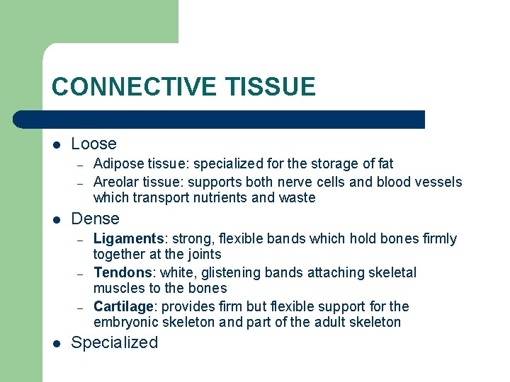 CONNECTIVE TISSUE l Loose – – l Dense – – – l Adipose tissue: