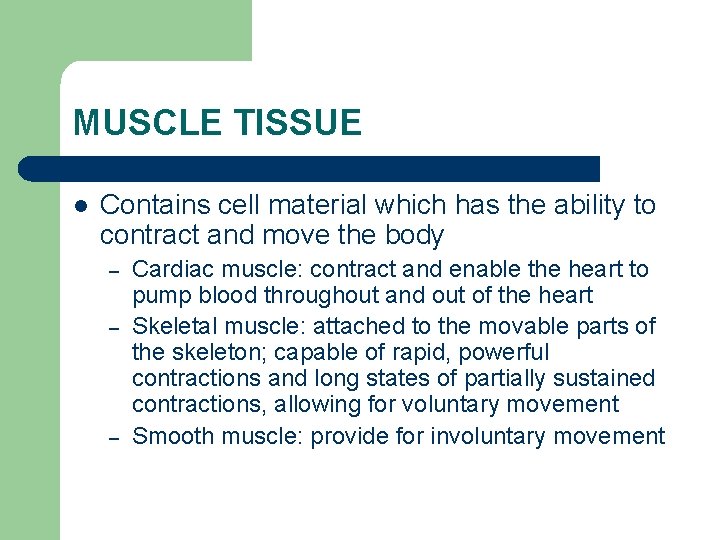 MUSCLE TISSUE l Contains cell material which has the ability to contract and move