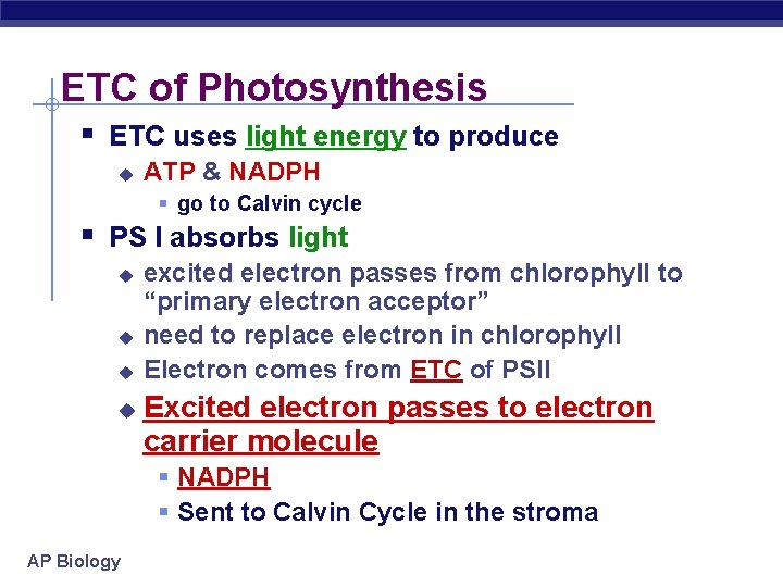 ETC of Photosynthesis § ETC uses light energy to produce u ATP & NADPH