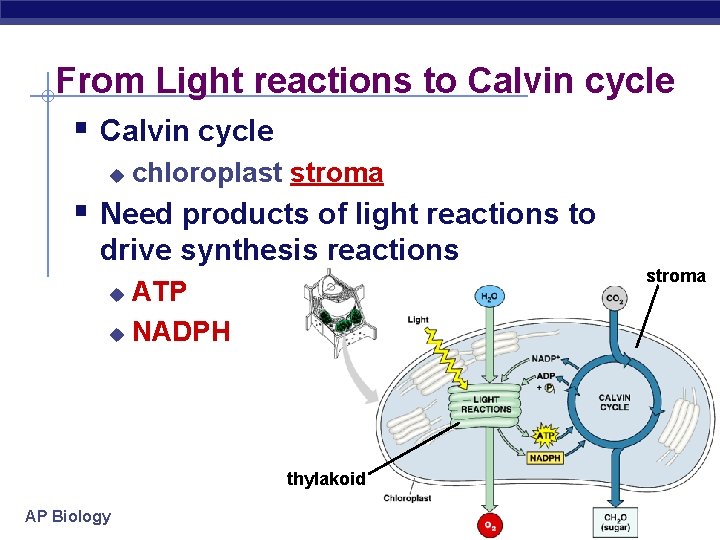 From Light reactions to Calvin cycle § Calvin cycle u chloroplast stroma § Need