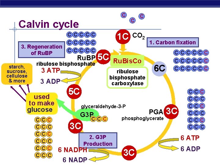 C Calvin cycle 1 C C C 3. Regeneration C C C of Ru.