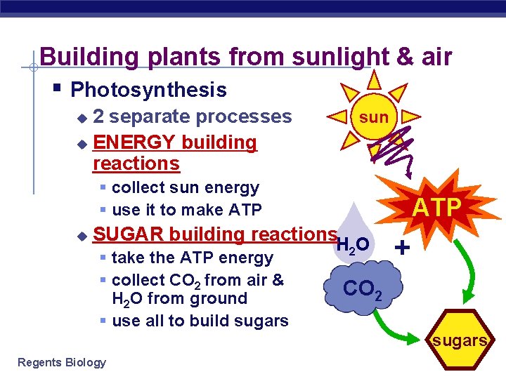 Building plants from sunlight & air § Photosynthesis 2 separate processes u ENERGY building