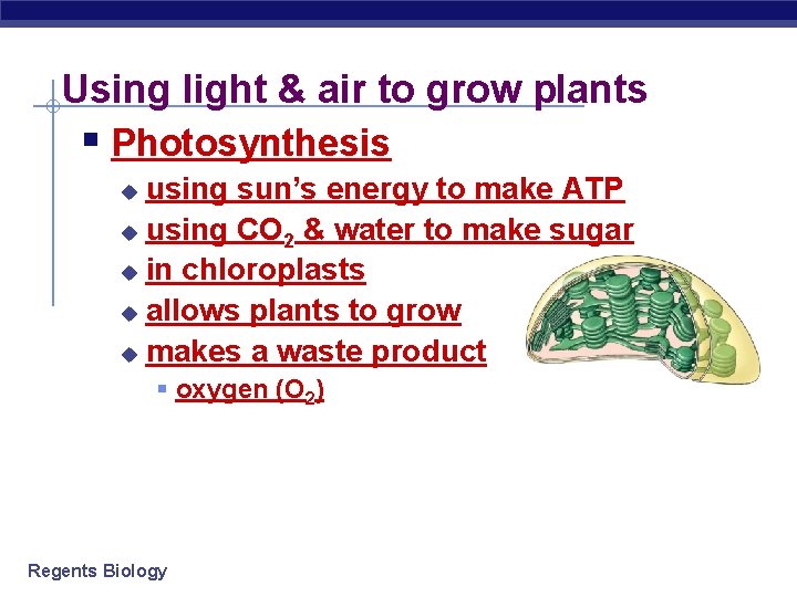 Using light & air to grow plants § Photosynthesis using sun’s energy to make