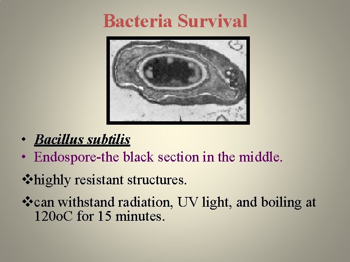 Bacteria Survival • Bacillus subtilis • Endospore-the black section in the middle. vhighly resistant