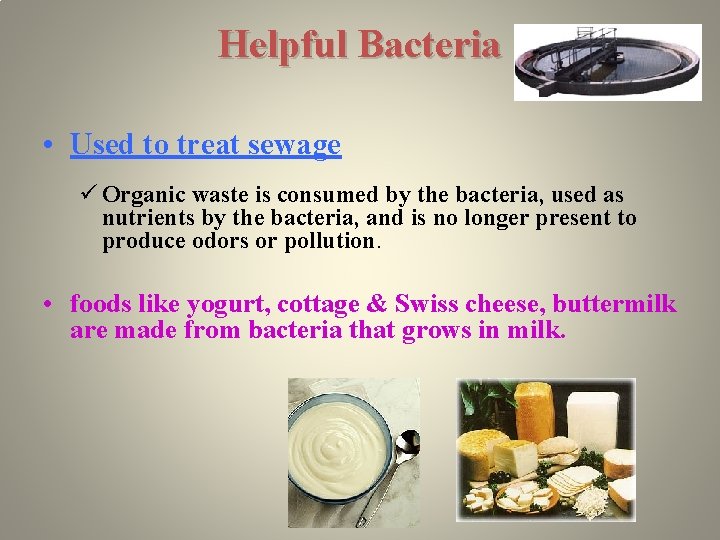 Helpful Bacteria • Used to treat sewage ü Organic waste is consumed by the