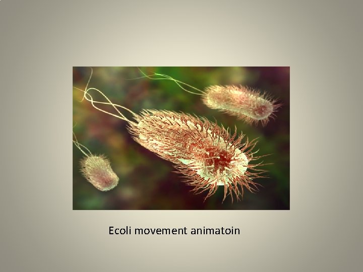 Ecoli movement animatoin 