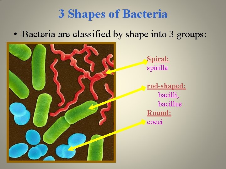 3 Shapes of Bacteria • Bacteria are classified by shape into 3 groups: Spiral: