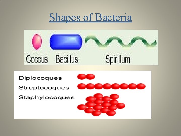 Shapes of Bacteria 