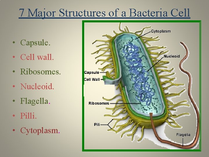 7 Major Structures of a Bacteria Cell • Capsule. • Cell wall. • Ribosomes.