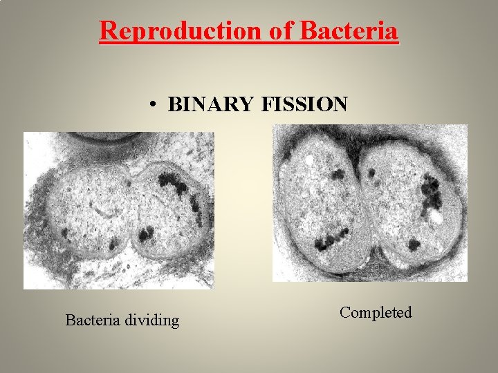 Reproduction of Bacteria • BINARY FISSION Bacteria dividing Completed 