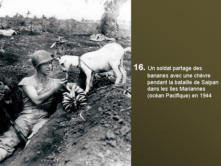 16. Un soldat partage des bananes avec une chèvre pendant la bataille de Saipan