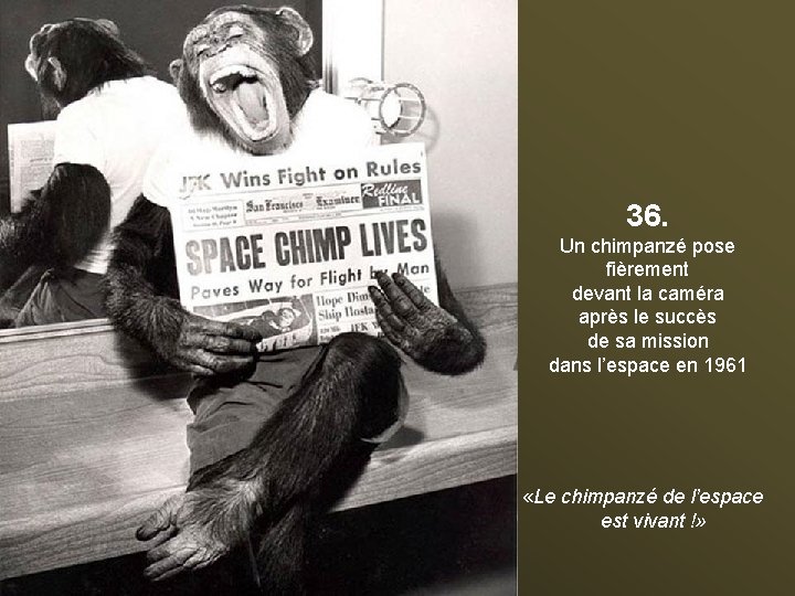 36. Un chimpanzé pose fièrement devant la caméra après le succès de sa mission