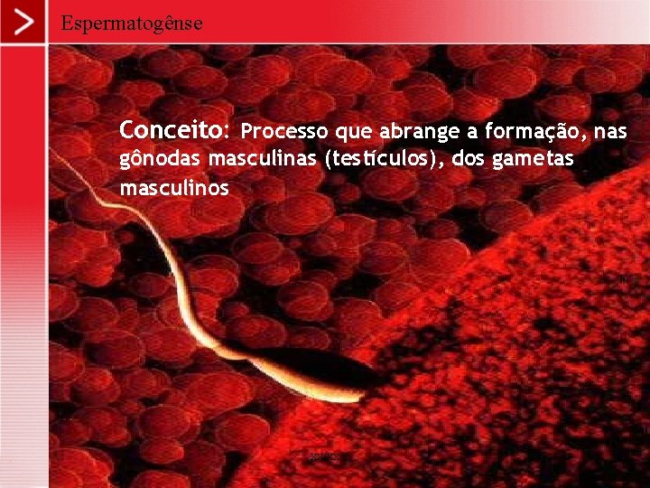 Espermatogênse Conceito: Processo que abrange a formação, nas gônodas masculinas (testículos), dos gametas masculinos