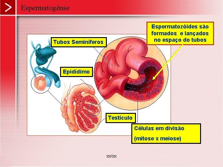 Espermatogênse Espermatozóides são formados e lançados no espaço do tubos Tubos Seminíferos Epidídimo Testículo