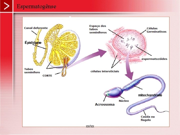Espermatogênse xx/xx 