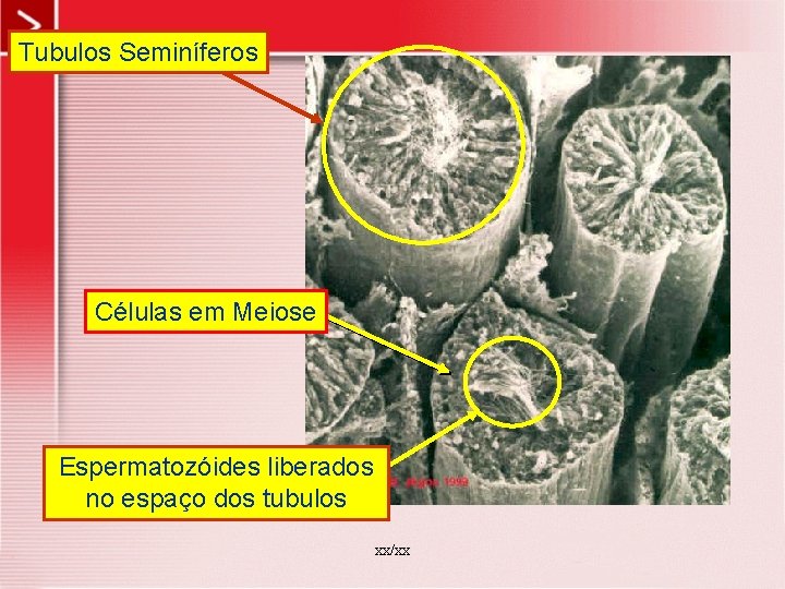 Tubulos Seminíferos Células em Meiose Espermatozóides liberados no espaço dos tubulos xx/xx 