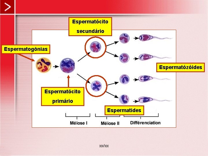 Espermatócito secundário Espermatogônias Espermatózóides Espermatócito primário Espermatides xx/xx 