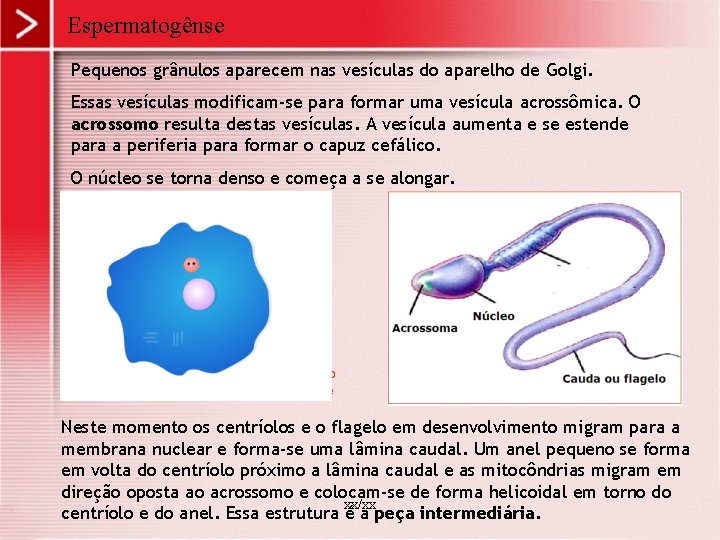 Espermatogênse Pequenos grânulos aparecem nas vesículas do aparelho de Golgi. Essas vesículas modificam-se para