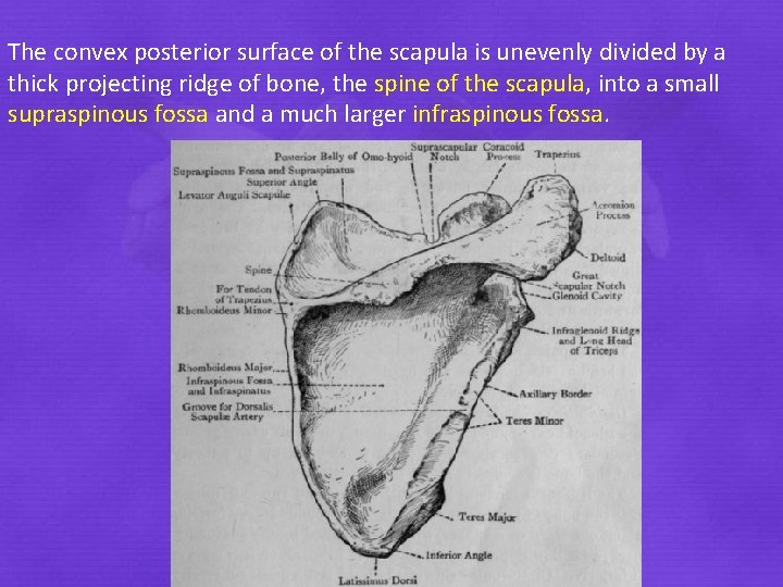 The convex posterior surface of the scapula is unevenly divided by a thick projecting