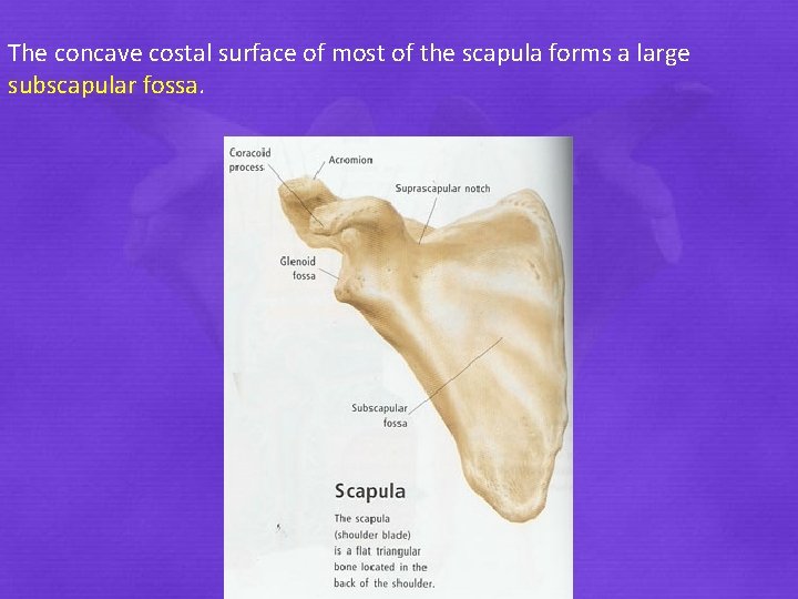 The concave costal surface of most of the scapula forms a large subscapular fossa.
