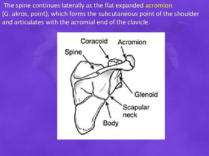 The spine continues laterally as the flat expanded acromion (G. akros, point), which forms