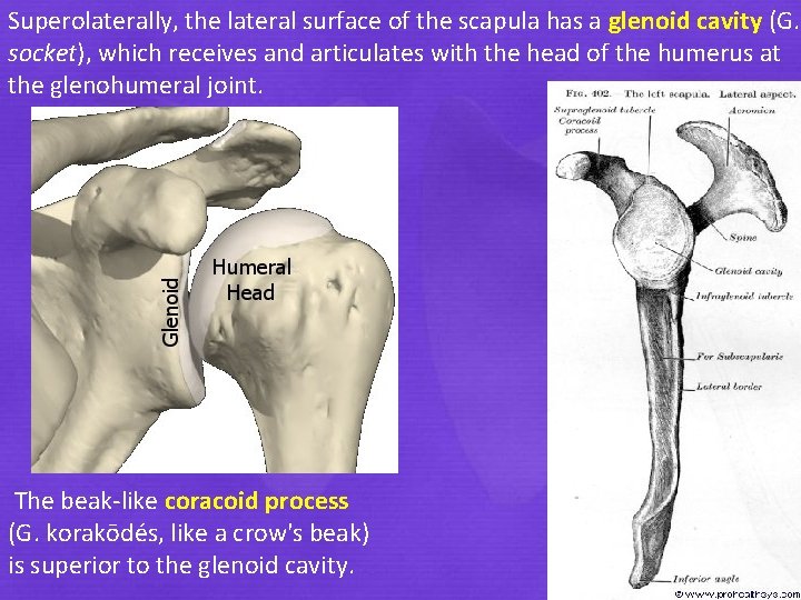Superolaterally, the lateral surface of the scapula has a glenoid cavity (G. socket), which
