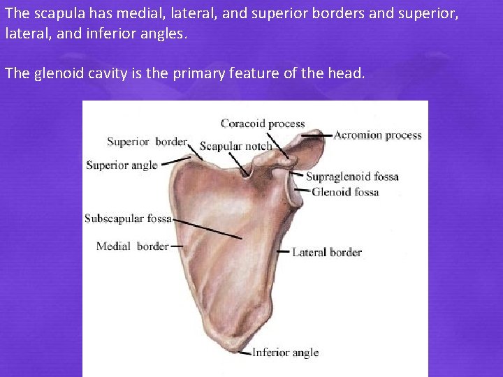 The scapula has medial, lateral, and superior borders and superior, lateral, and inferior angles.