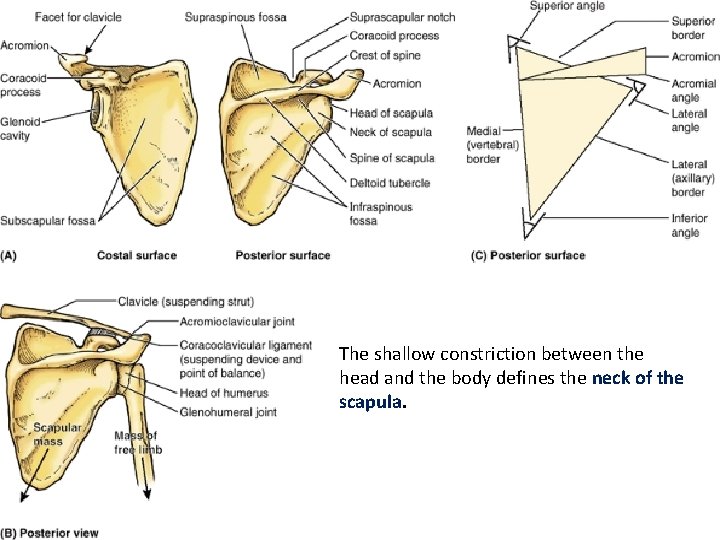 The shallow constriction between the head and the body defines the neck of the
