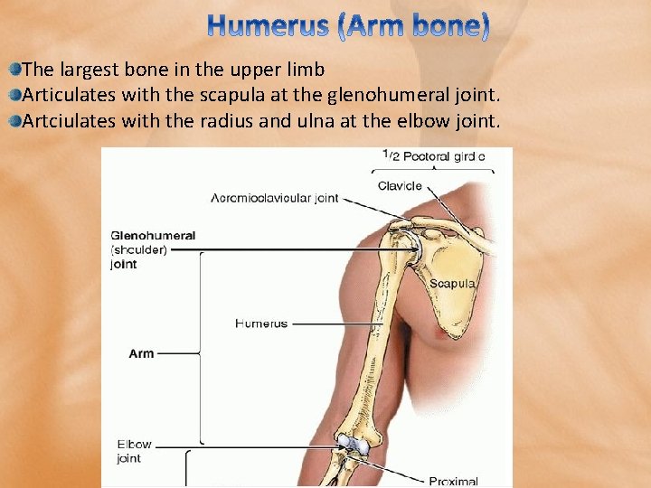 The largest bone in the upper limb Articulates with the scapula at the glenohumeral