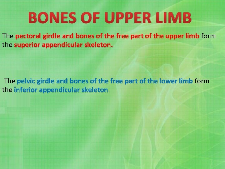 BONES OF UPPER LIMB The pectoral girdle and bones of the free part of