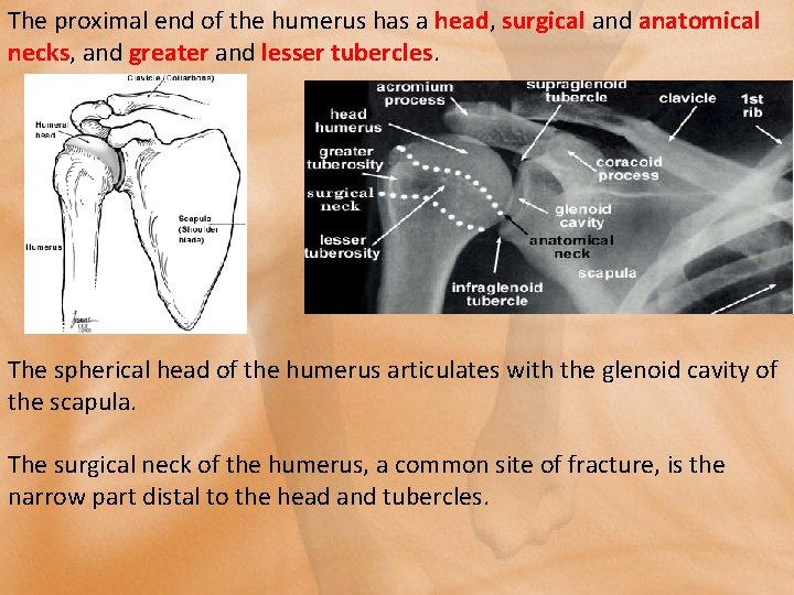 The proximal end of the humerus has a head, surgical and anatomical necks, and