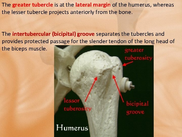 The greater tubercle is at the lateral margin of the humerus, whereas the lesser