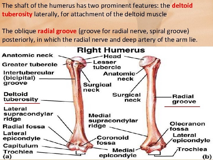The shaft of the humerus has two prominent features: the deltoid tuberosity laterally, for