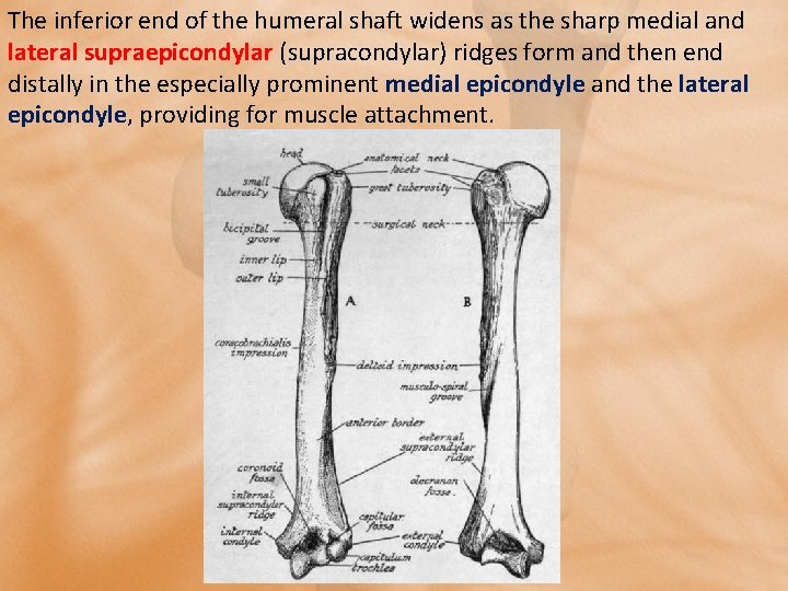 The inferior end of the humeral shaft widens as the sharp medial and lateral