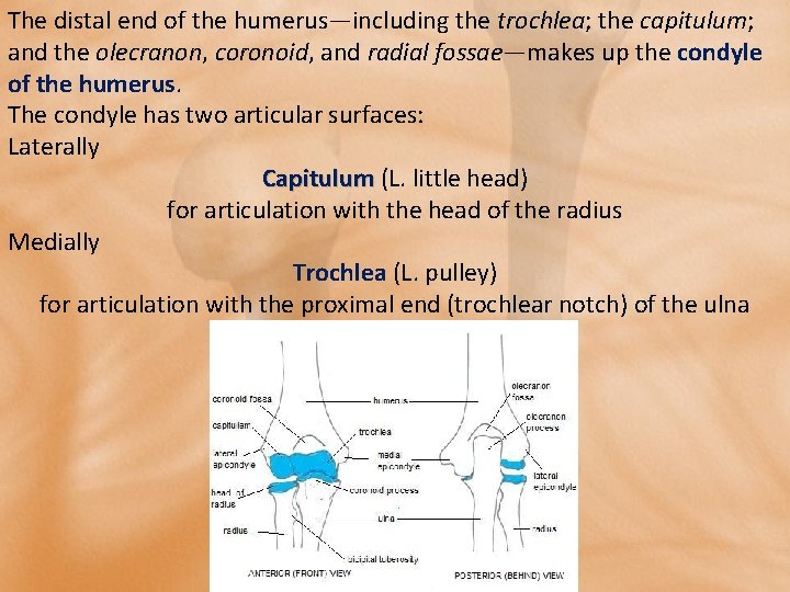 The distal end of the humerus—including the trochlea; the capitulum; and the olecranon, coronoid,