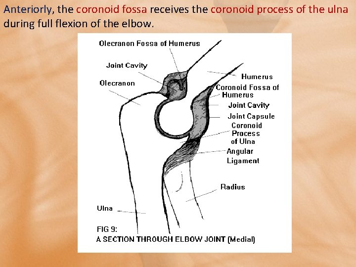 Anteriorly, the coronoid fossa receives the coronoid process of the ulna during full flexion