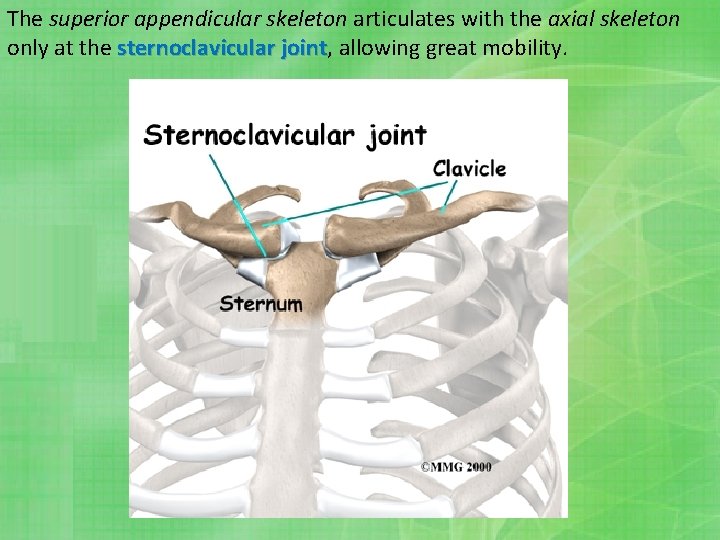 The superior appendicular skeleton articulates with the axial skeleton only at the sternoclavicular joint,