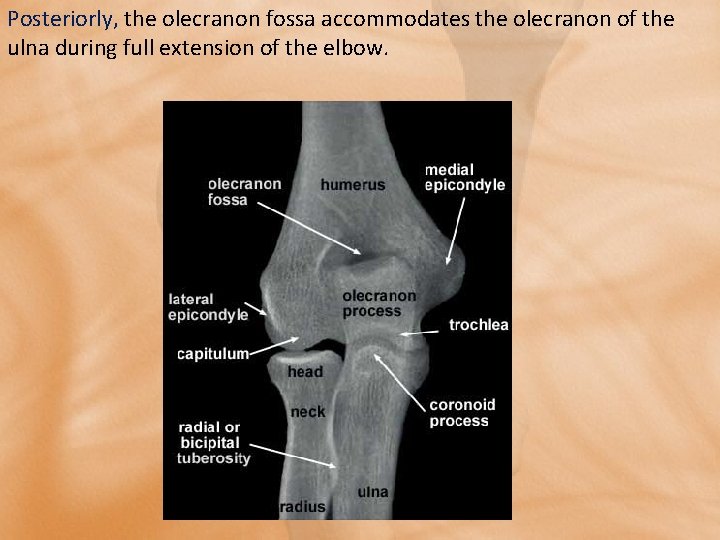 Posteriorly, the olecranon fossa accommodates the olecranon of the ulna during full extension of