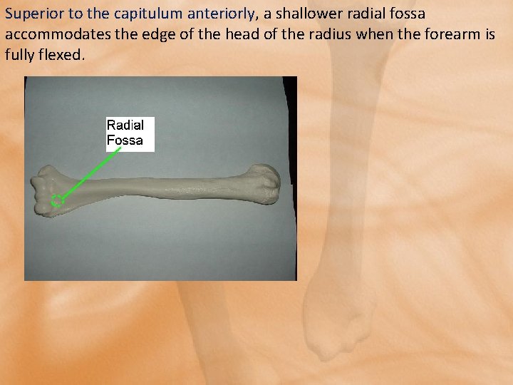 Superior to the capitulum anteriorly, a shallower radial fossa accommodates the edge of the