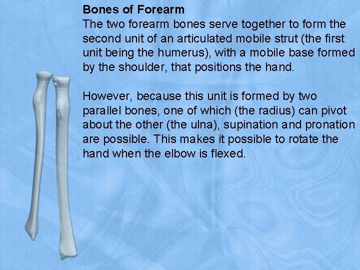 Bones of Forearm The two forearm bones serve together to form the second unit