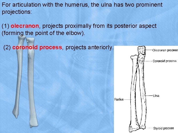 For articulation with the humerus, the ulna has two prominent projections: (1) olecranon, projects