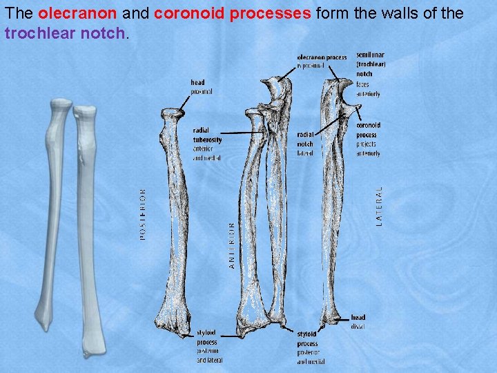 The olecranon and coronoid processes form the walls of the trochlear notch. 